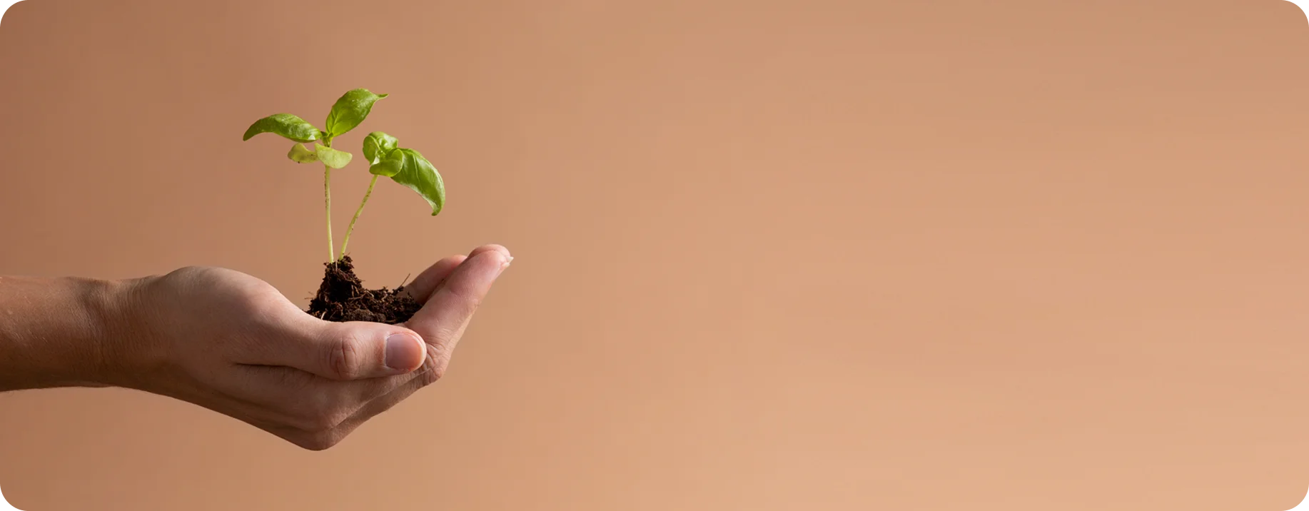 Hand holding plant